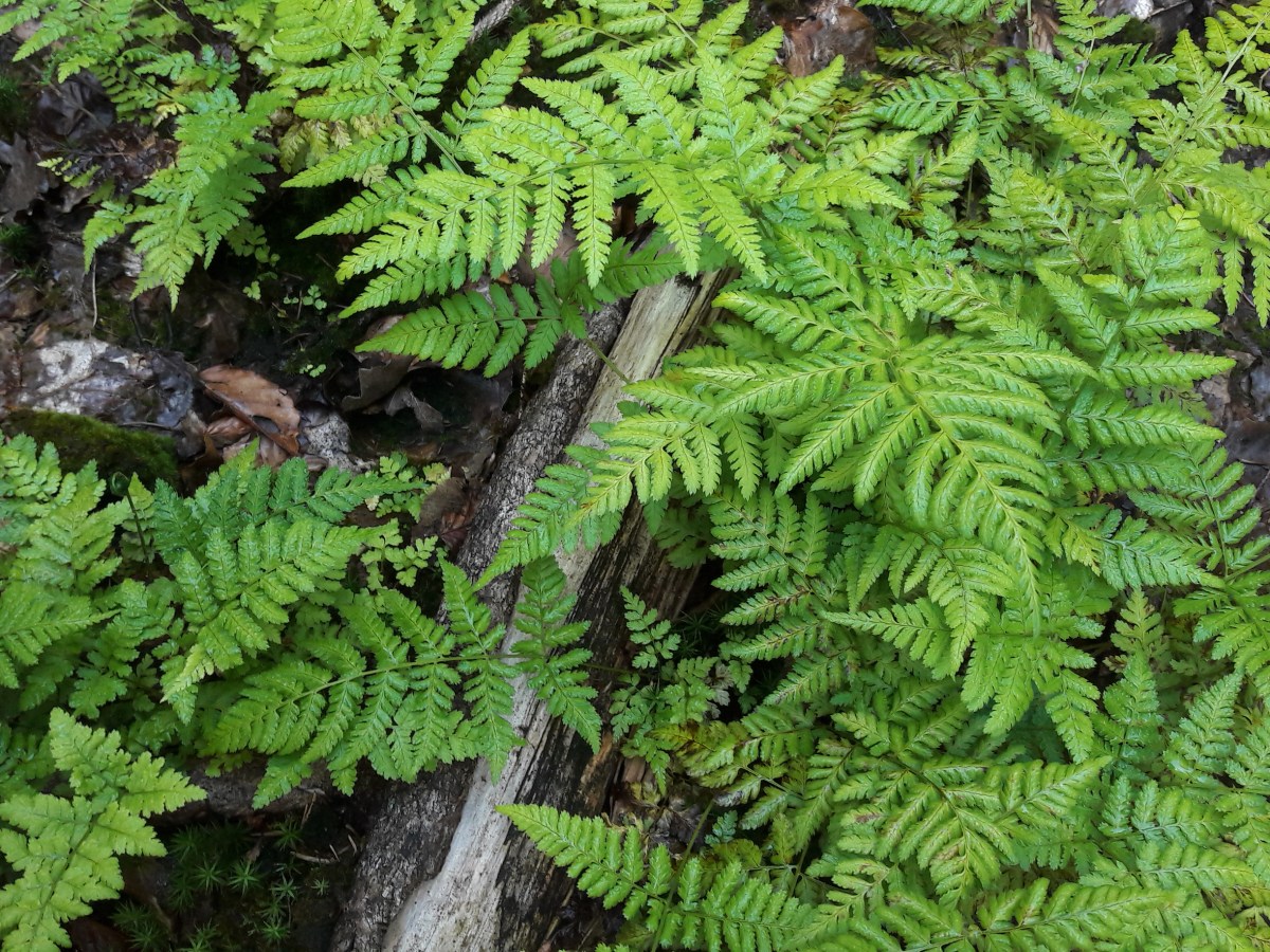 Lexique d&rsquo;In-Existence