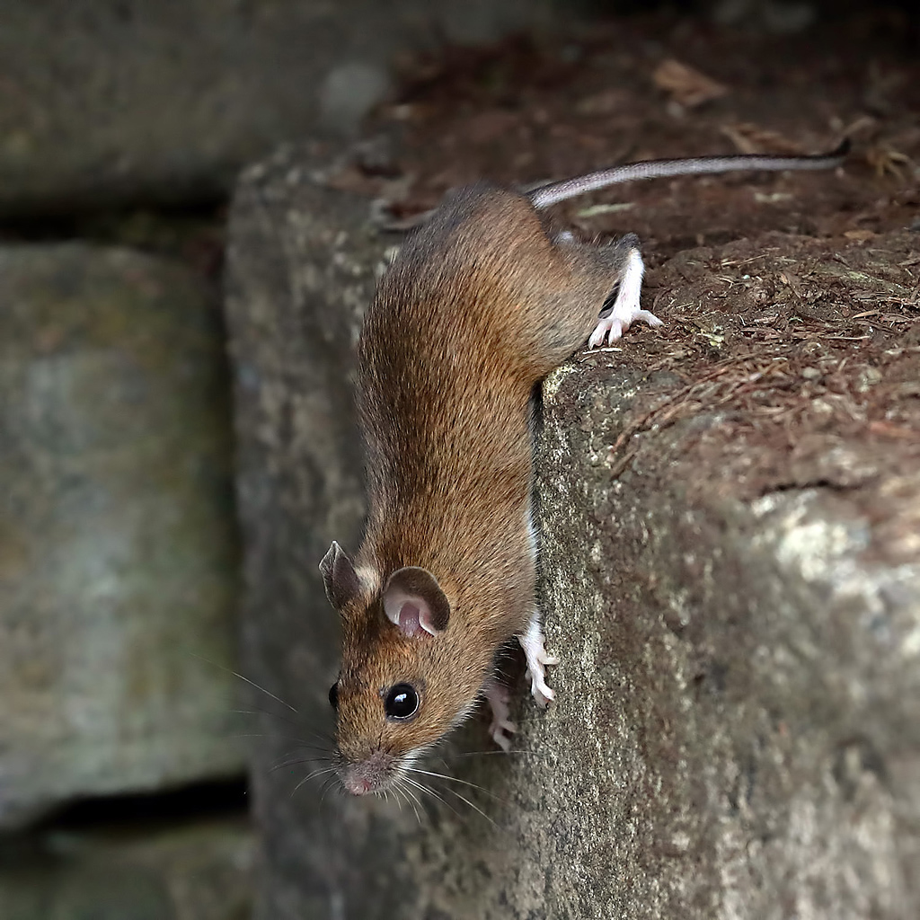 La perspective du mulot (et de&nbsp;Vanik)