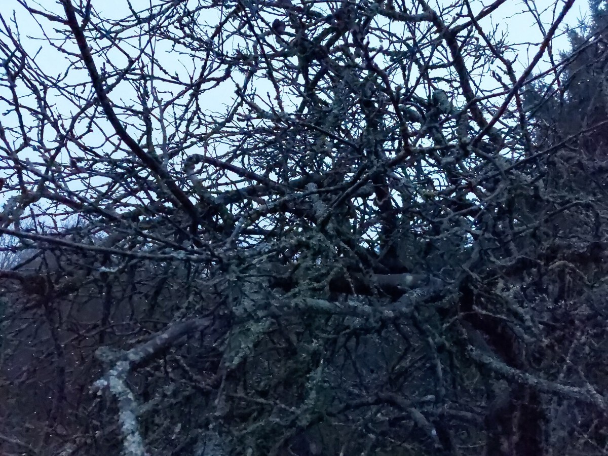 FIM – Le&nbsp;Roncier