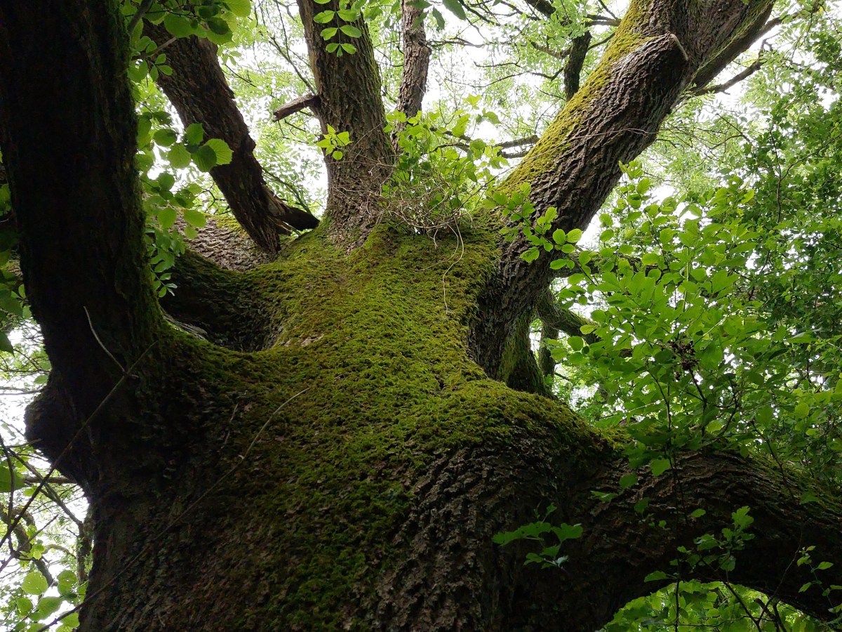 Méthodes en veille&nbsp;documentaire