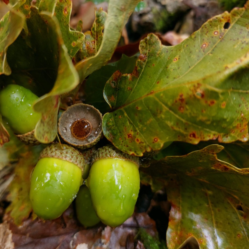 Quels principes de droit pour ma civilisation&nbsp;?