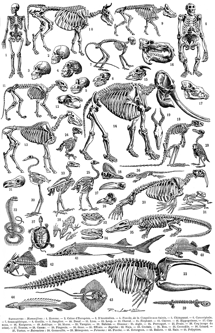 Conversion de créature de la 5e édition à l&rsquo;AdC&nbsp;7e