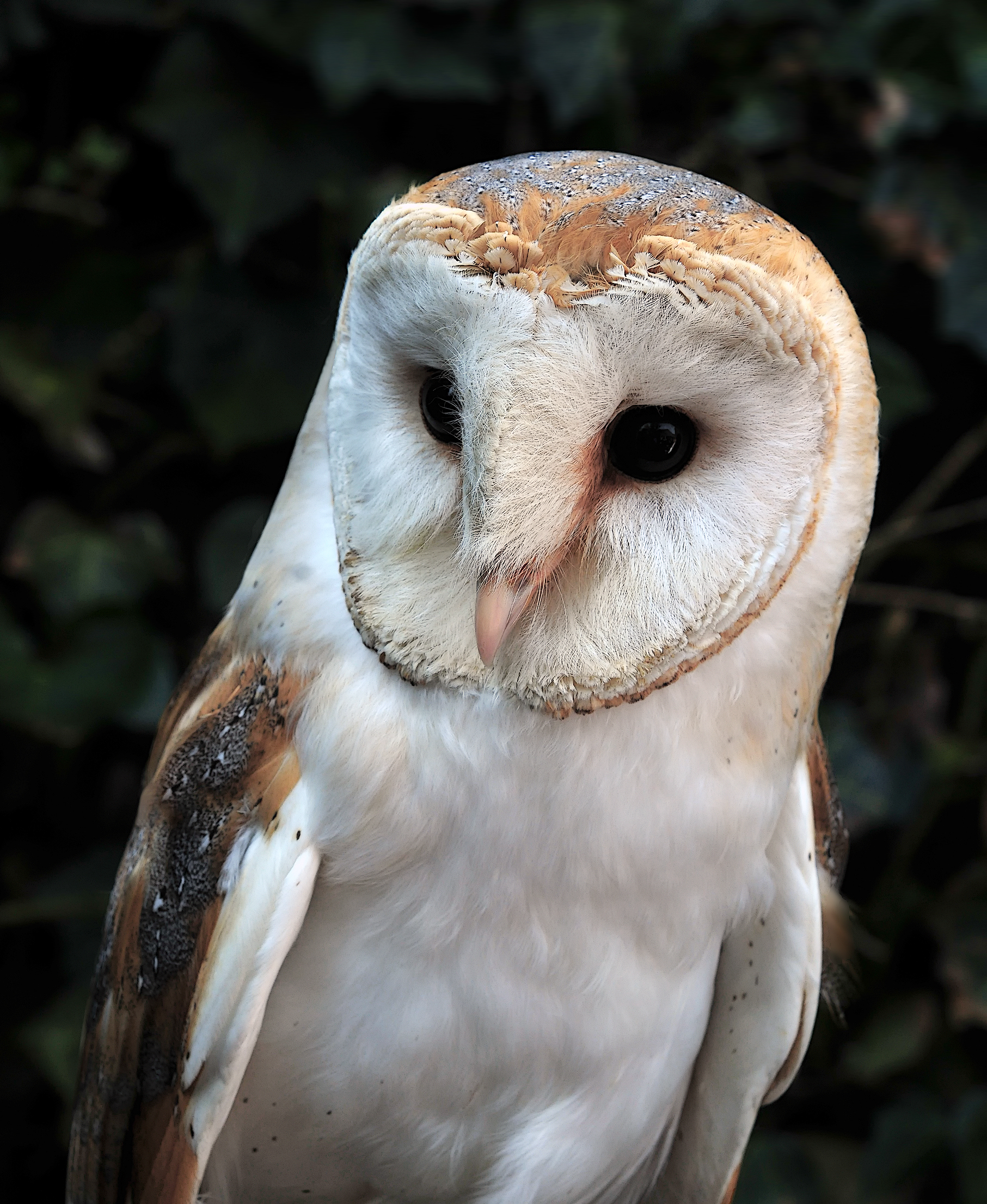 Barn Owl in the Lüneburg Heath Wildlife Park near Nindorf, Hanstedt, Germany.