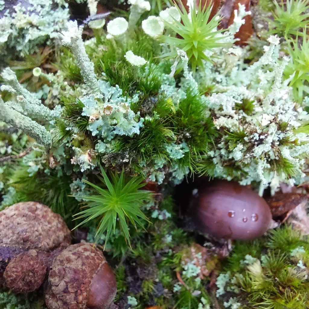 Les sens de créatures imaginaires