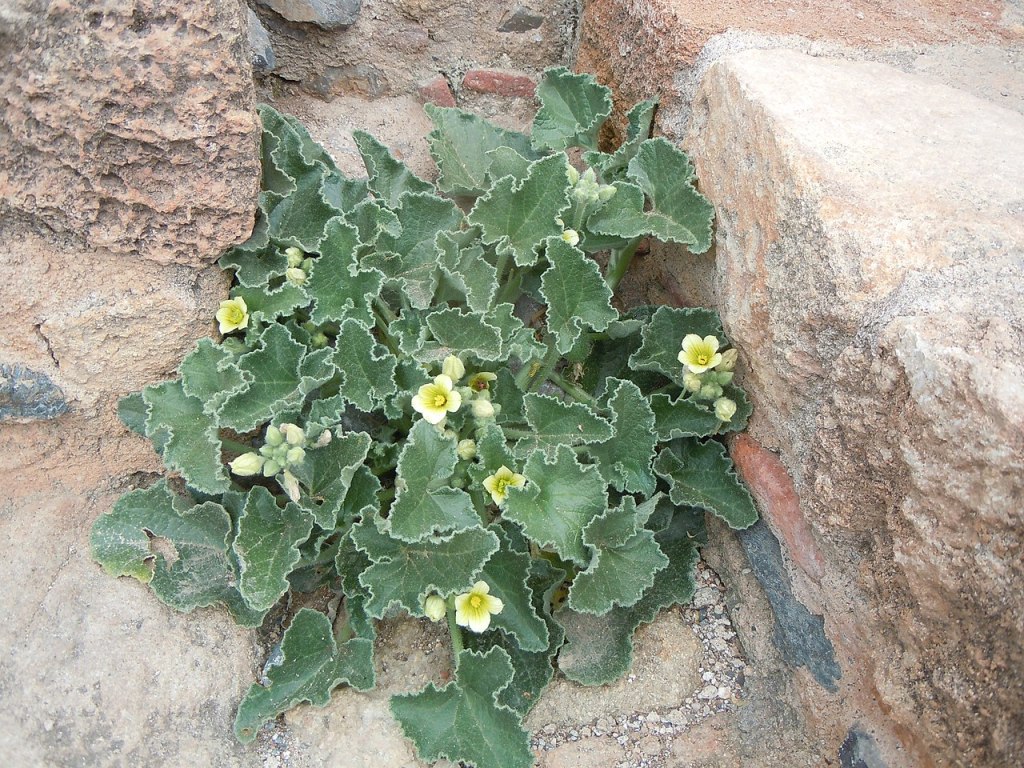 Le concombre explosif