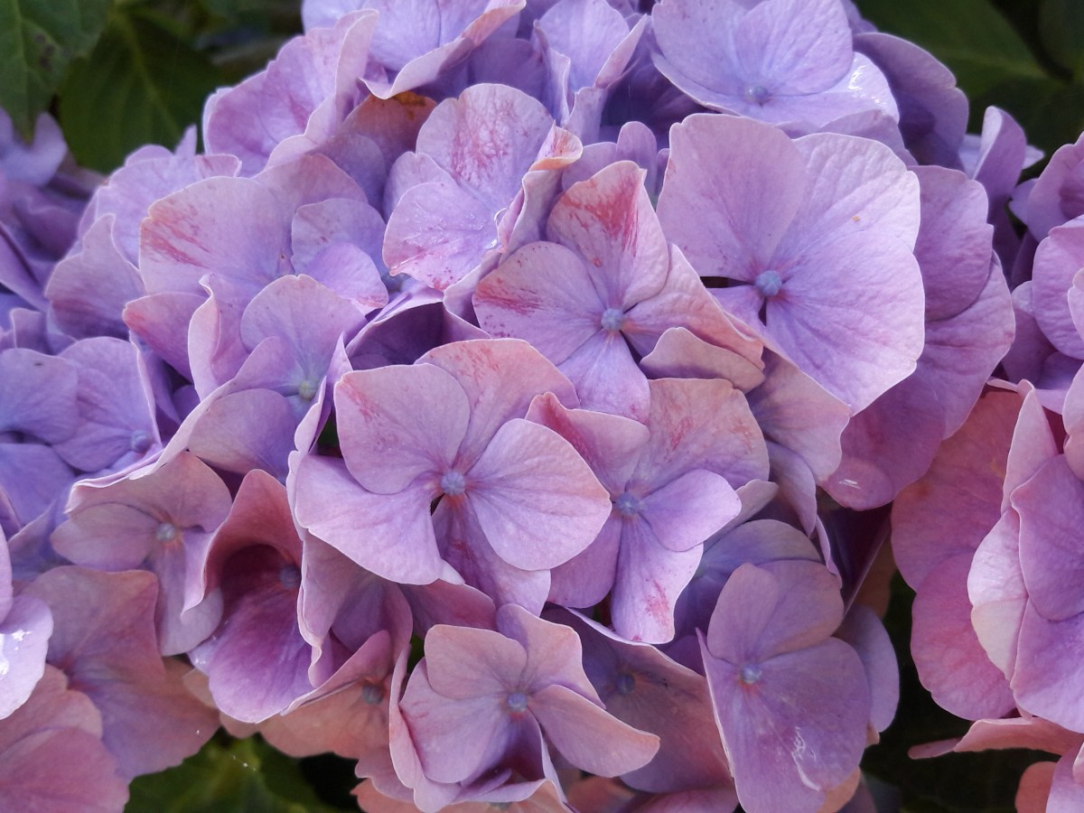 Des lois fondamentales : la magie&nbsp;(1/2)