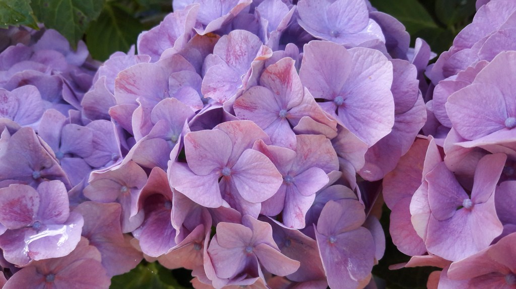 Des lois fondamentales : la vie (2/2)