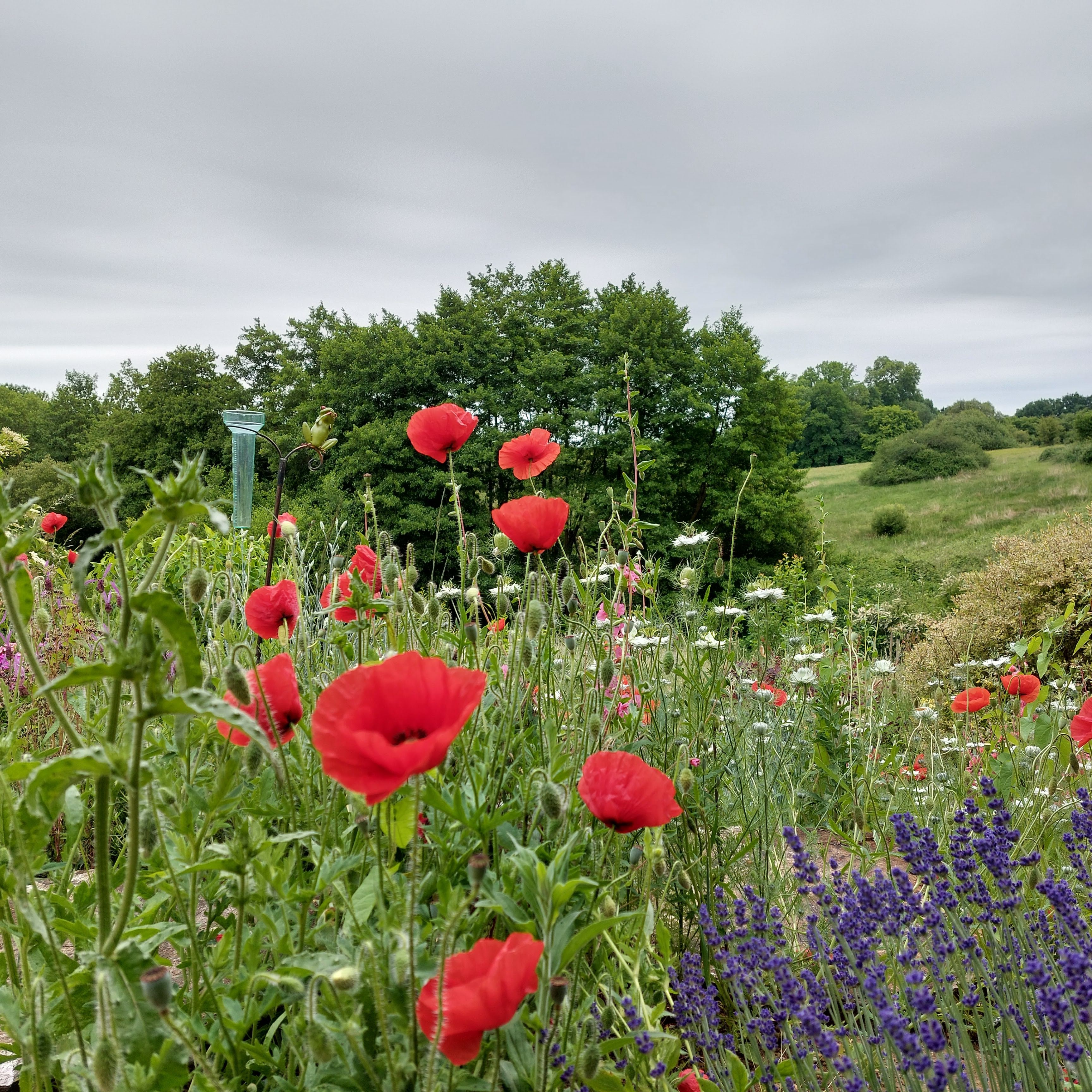 Parterre de coquelicots, nigelles et lavande