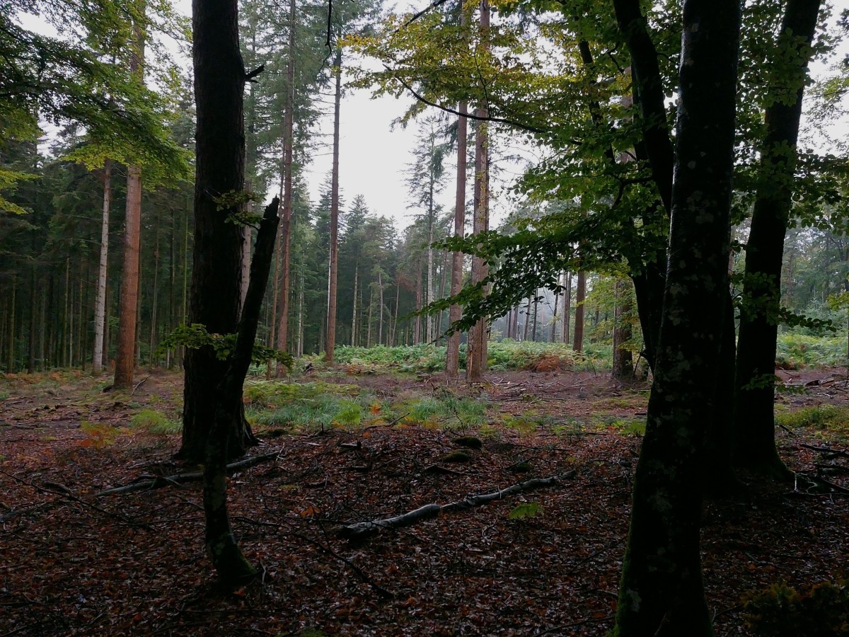 Le temps (1) : intrication temporelle avec portion de passé&nbsp;malléable