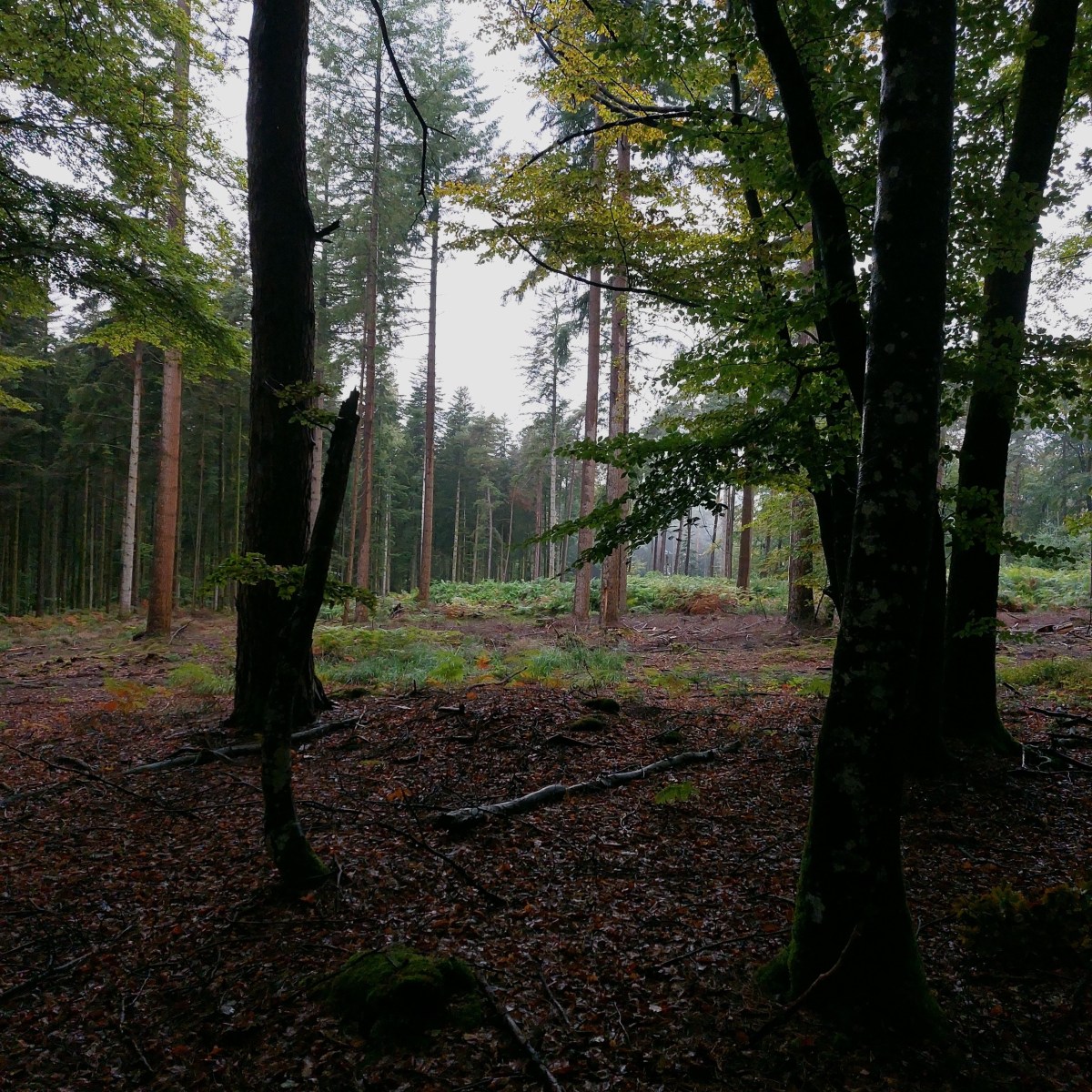 Le temps (4) : un chat de Schrödinger&nbsp;causal