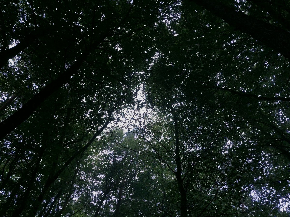 Lieu : le Galgenberg, aux limites du&nbsp;Roncier